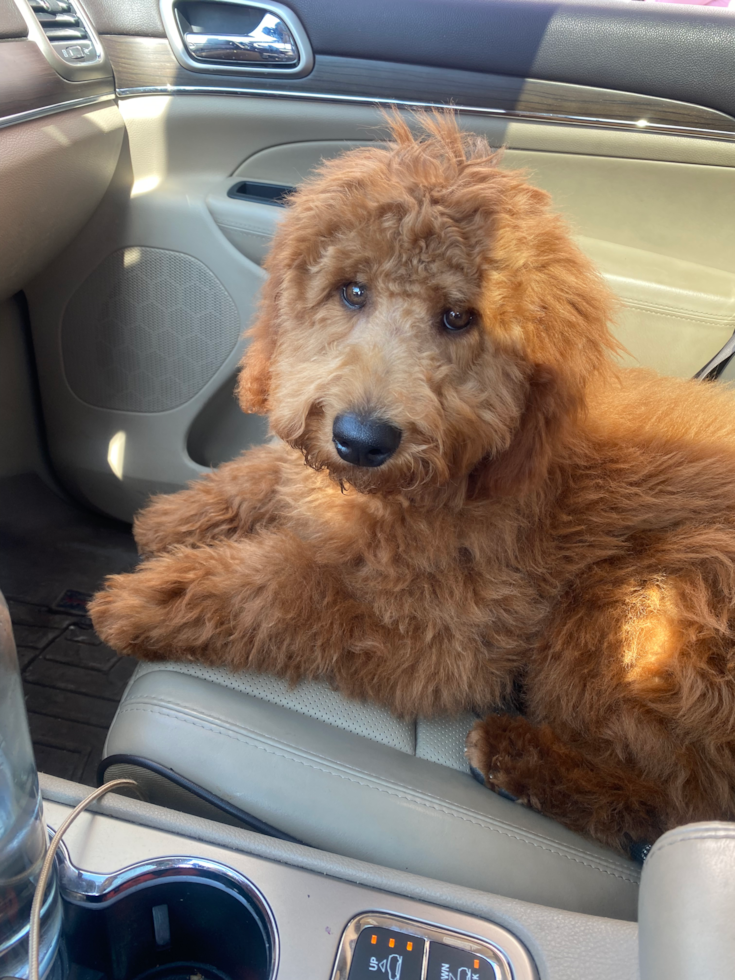 Mini Goldendoodle Being Cute