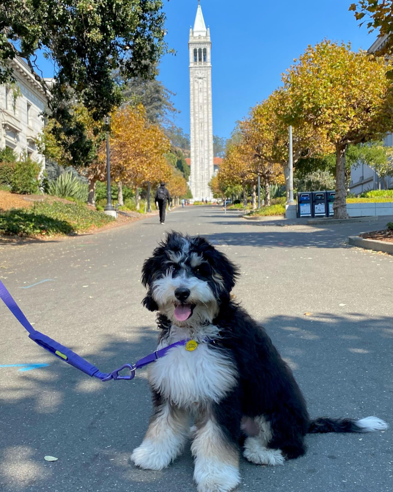 Mini Bernedoodle Being Cute