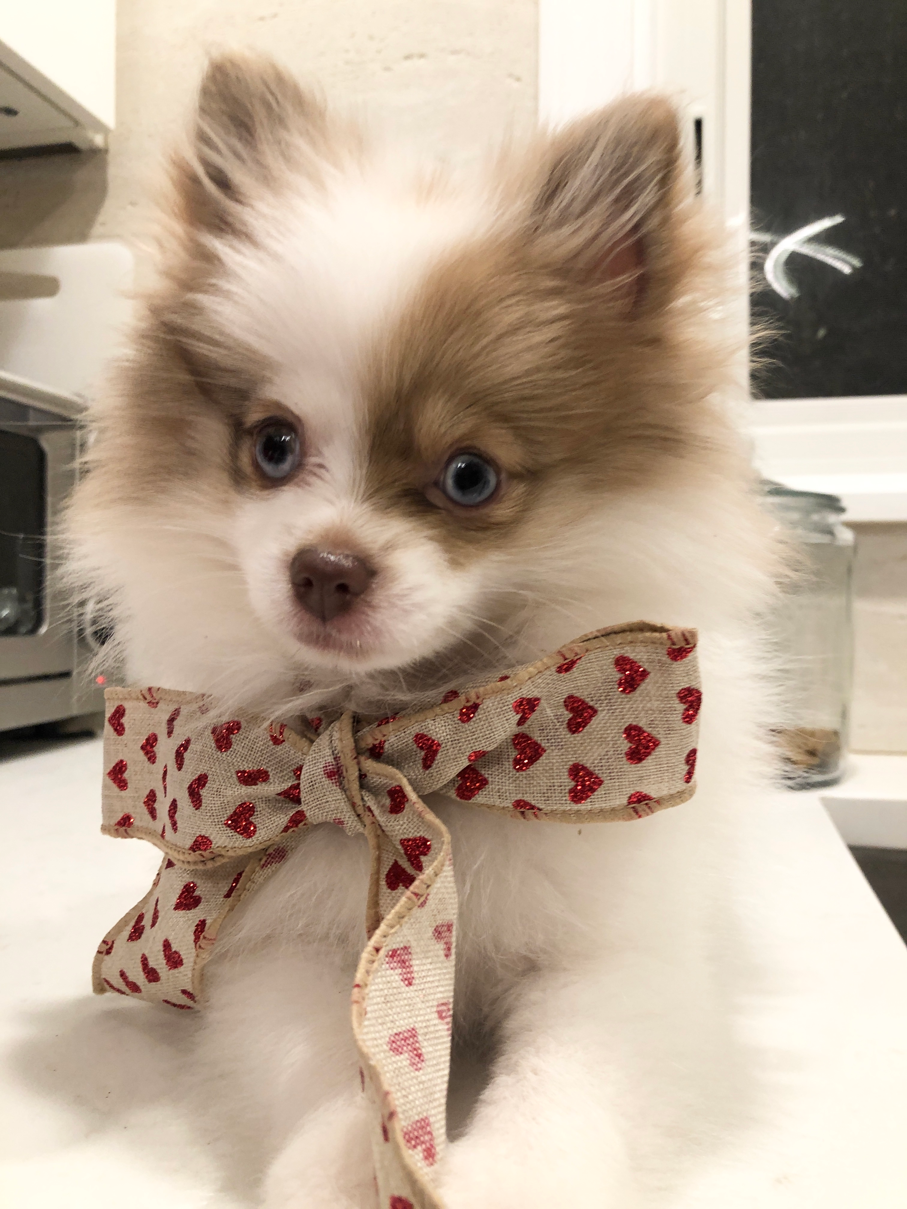 Best Pomeranian Baby