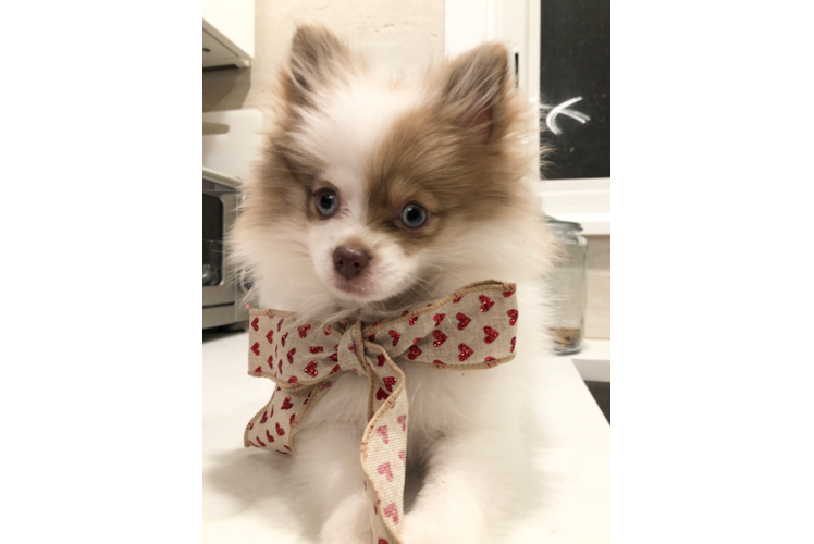 Best Pomeranian Baby