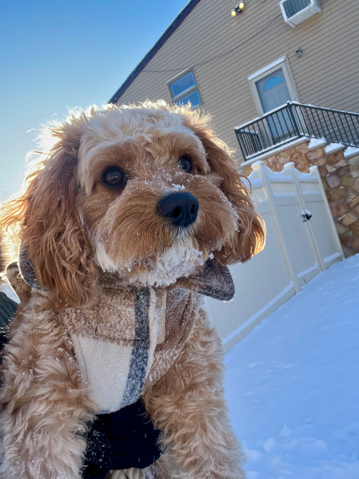 Cavapoo Being Cute