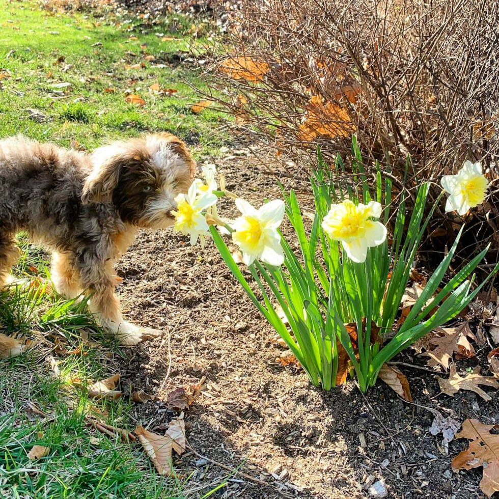 Adorable Aussiepoo Poodle Mix Pup