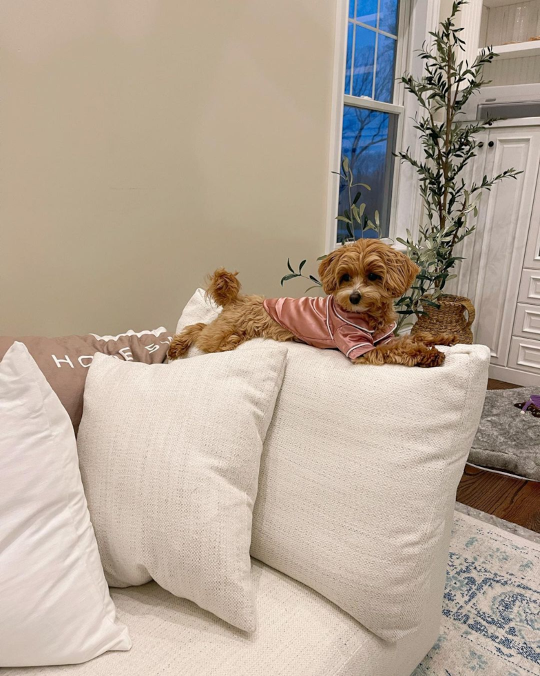 Smart Maltipoo Poodle Mix Pup