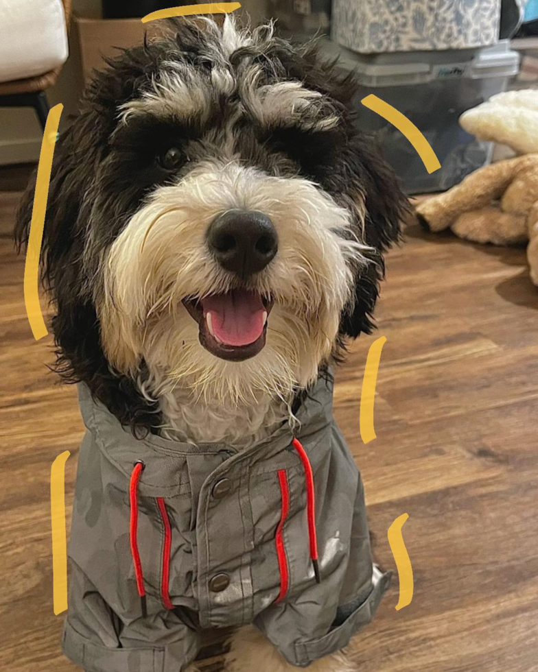 Friendly Mini Bernedoodle Pup