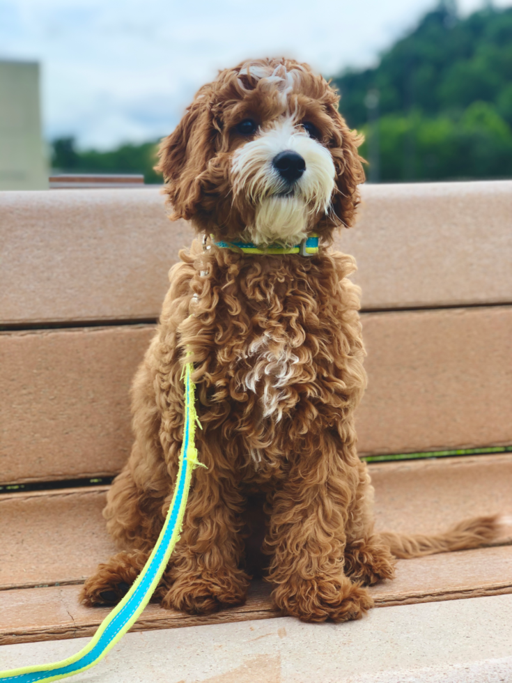 Sweet Cavapoo Pup in Bridgeport WV