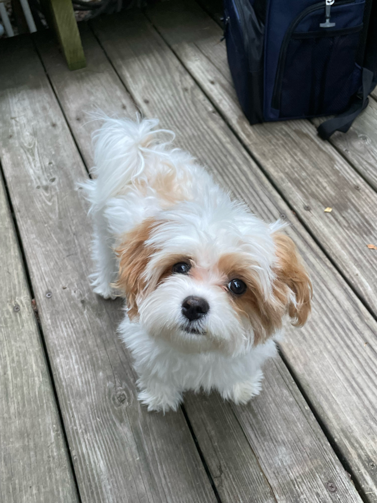 Cute Maltipoo Pup in Phoenix AZ