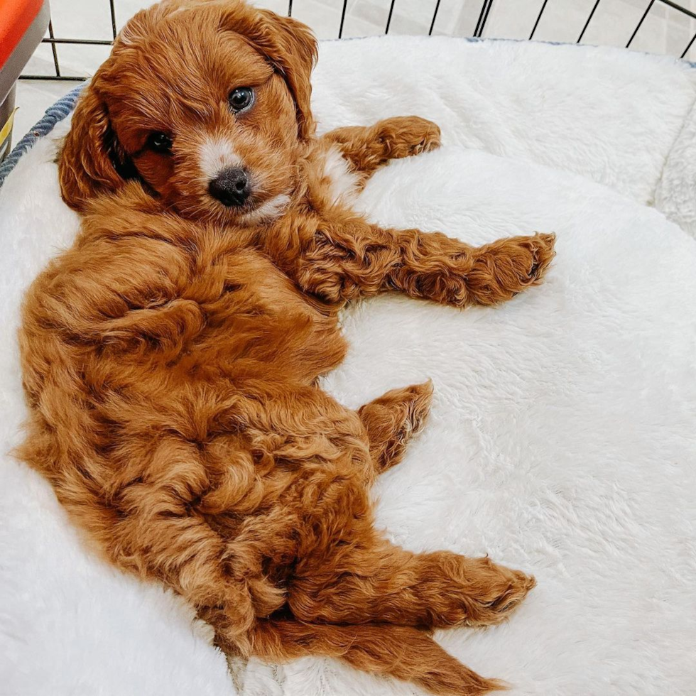 Funny Cavapoo Poodle Mix Pup