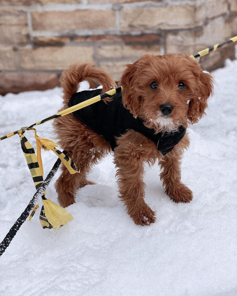 Cavapoo Being Cute