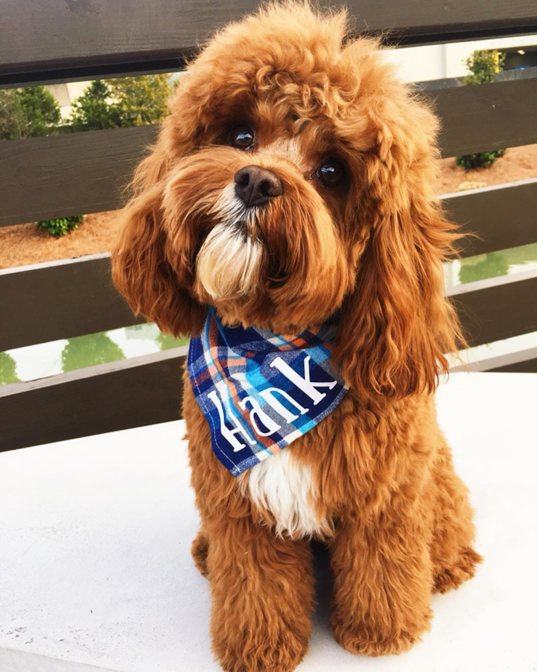 Funny Cavapoo Poodle Mix Pup