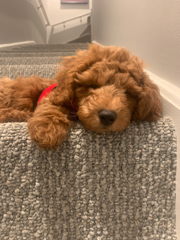 Mini Goldendoodle Pup