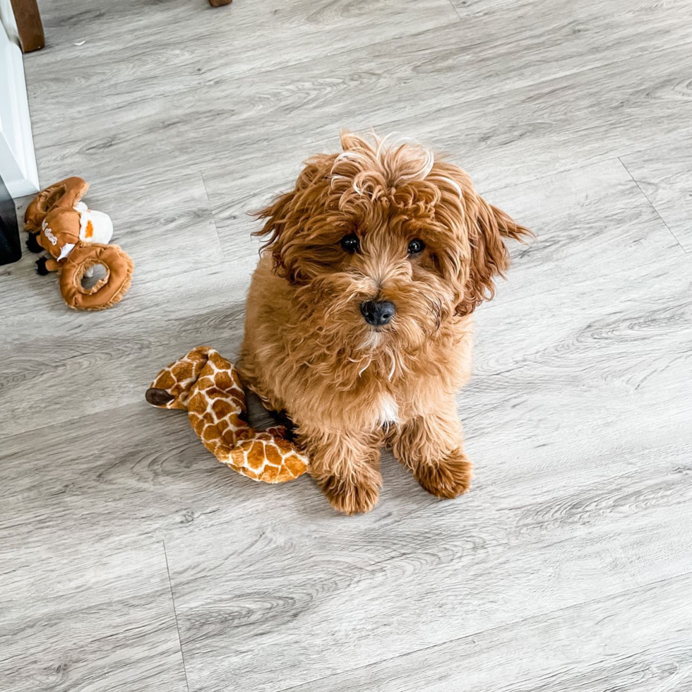 Cavapoo Being Cute