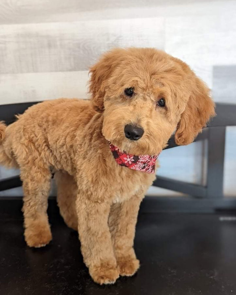 Friendly Mini Goldendoodle Pup in GRAND BLANC MI