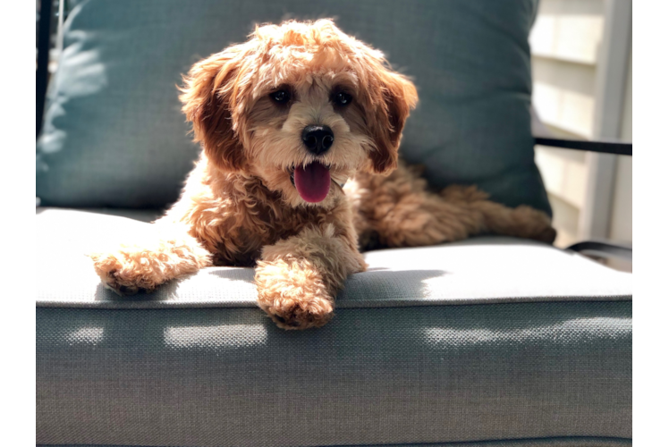 Little Cavoodle Poodle Mix Puppy