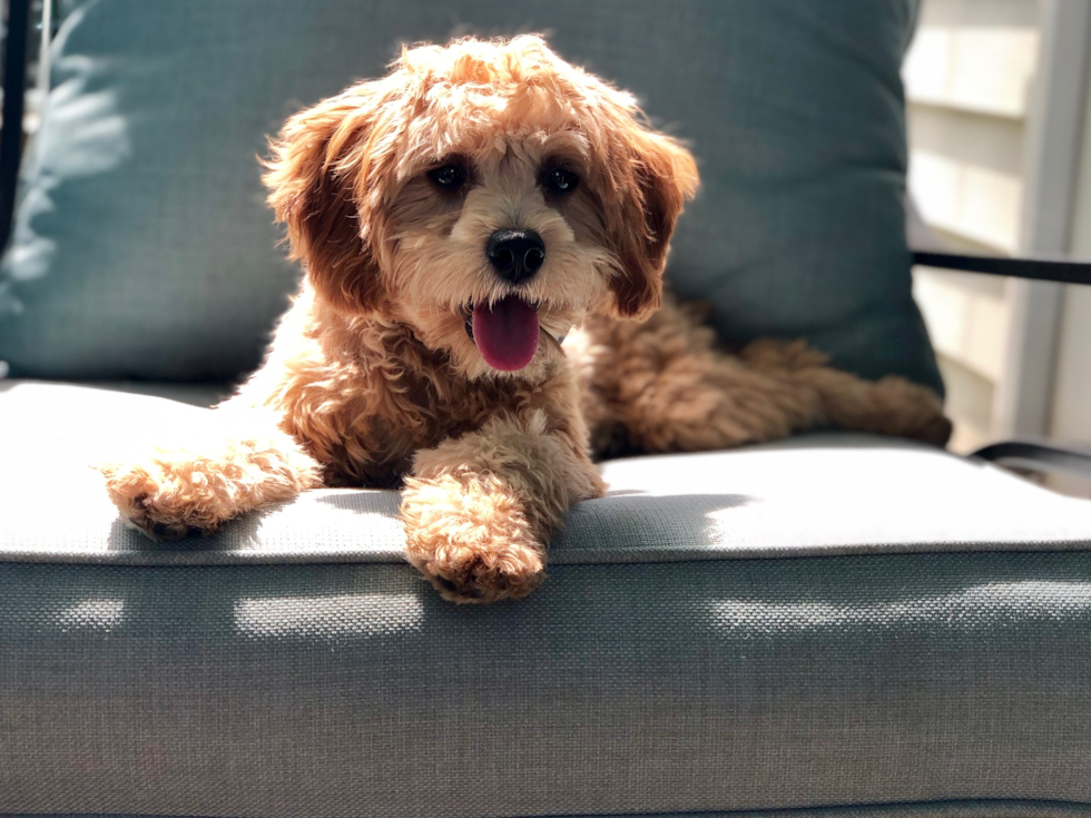 Sweet Cavapoo Pup in Stamford CT