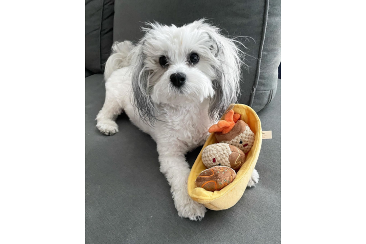 Teddy Bear Pup Being Cute