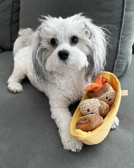 Walnut Creek Teddy Bear Pup