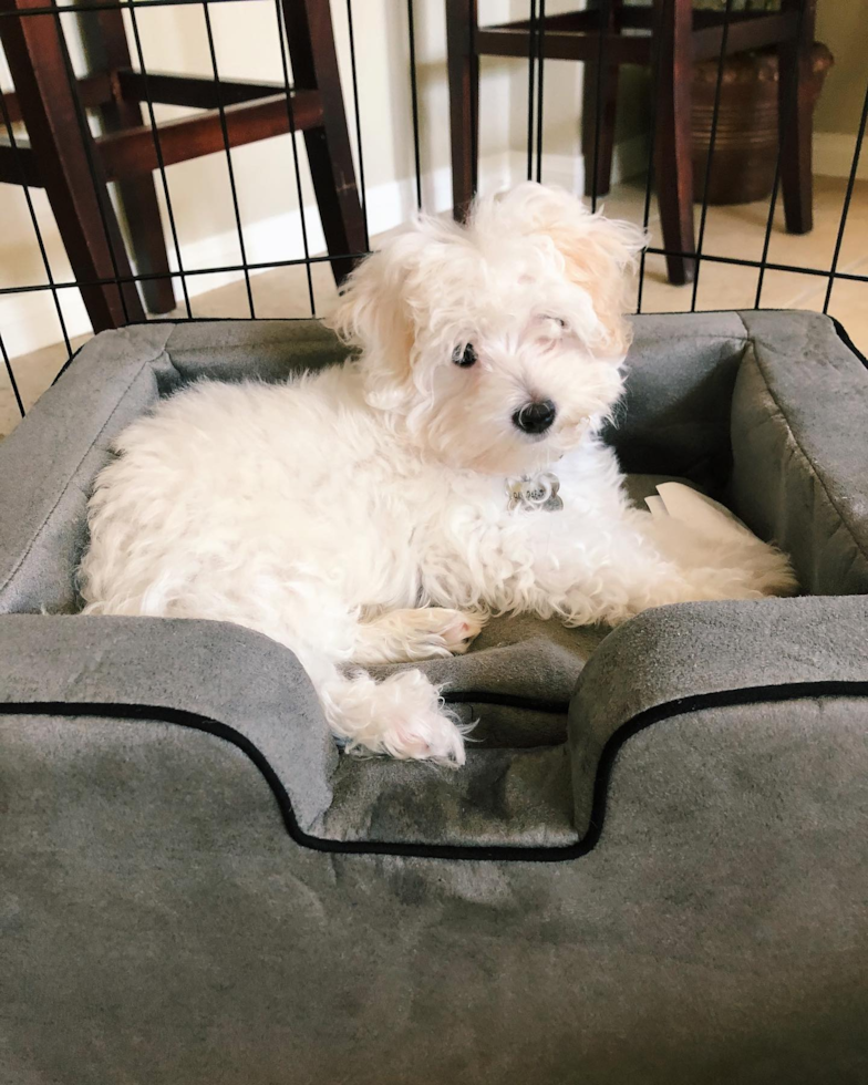 Energetic Maltepoo Poodle Mix Pup