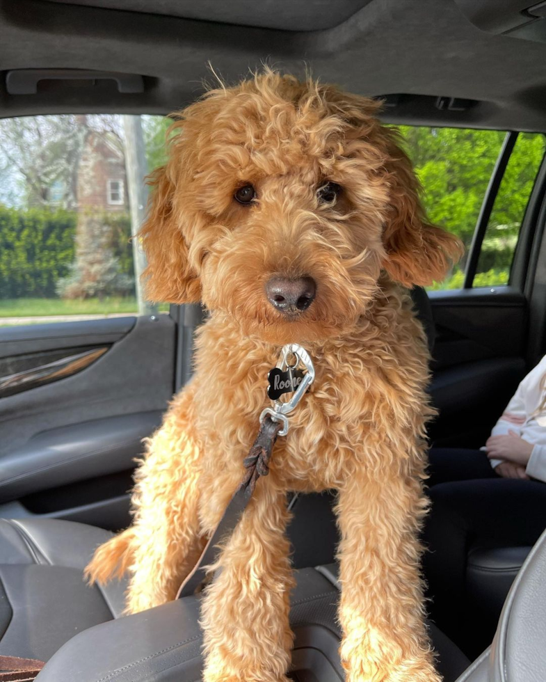 Small Mini Goldendoodle Pup