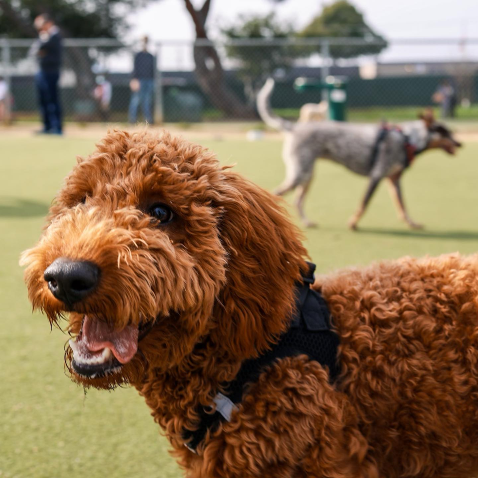 Cute Mini Goldendoodle Pup in Santa Clara CA