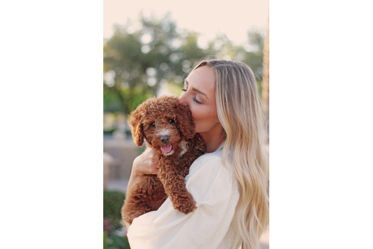 Best Mini Goldendoodle Baby