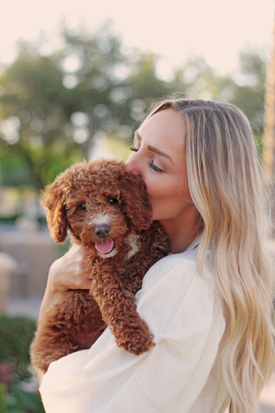 Energetic Golden Retriever Poodle Mix Pup