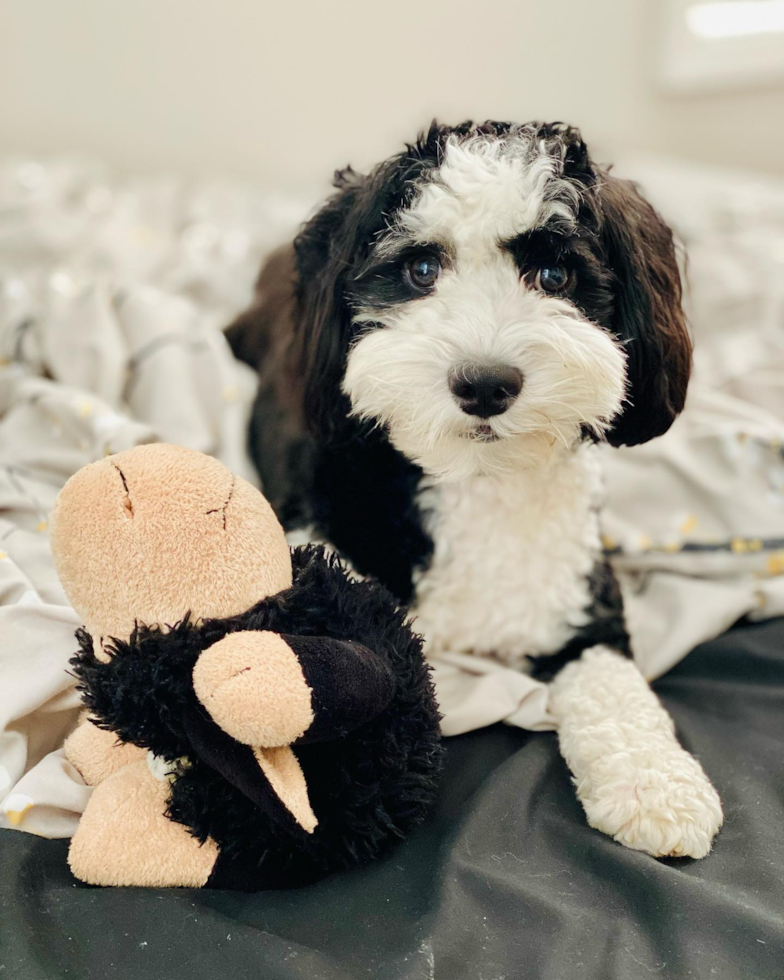 Sweet Mini Sheepadoodle Pup in Nashville TN