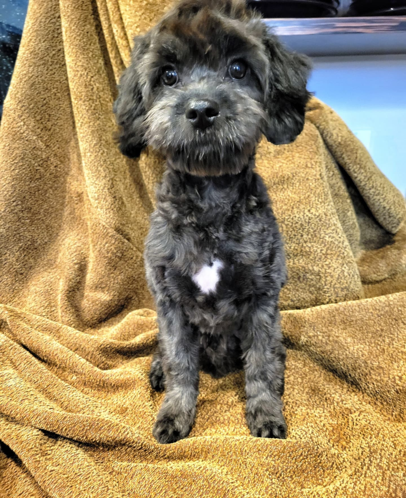 Milwaukie Cavapoo Pup