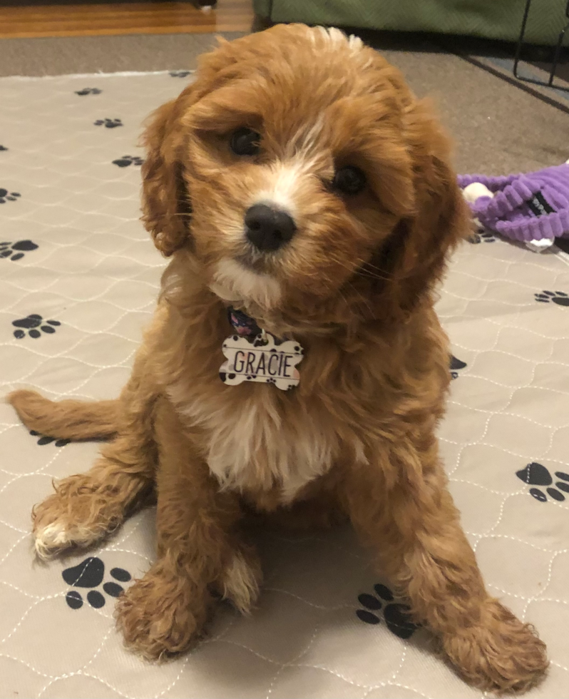 Energetic Cavoodle Poodle Mix Pup