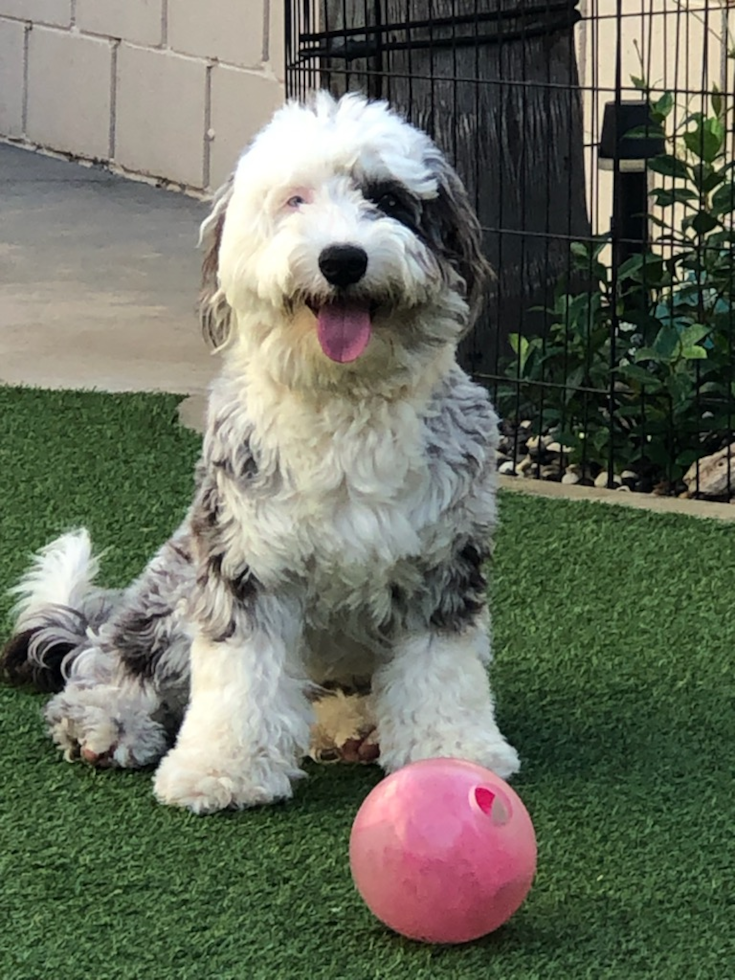 Fluffy Mini Sheepadoodle Poodle Mix Pup