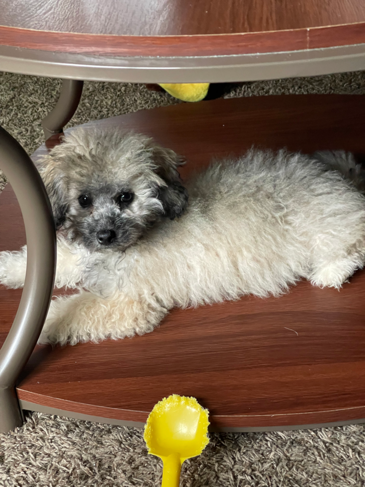 Small Poochon Pup in Clinton Township MI