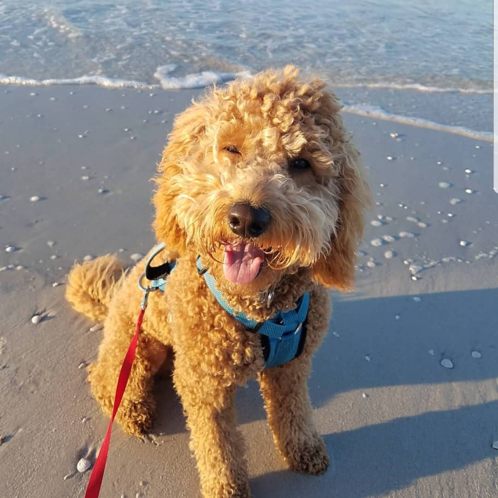 Abingdon Mini Goldendoodle Pup