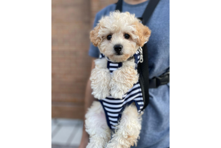 Popular Poochon Poodle Mix Pup