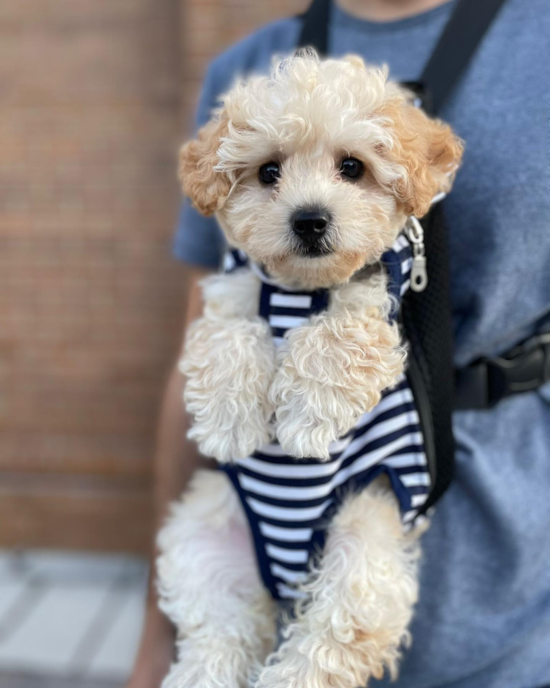 WASHINGTON Poochon Pup