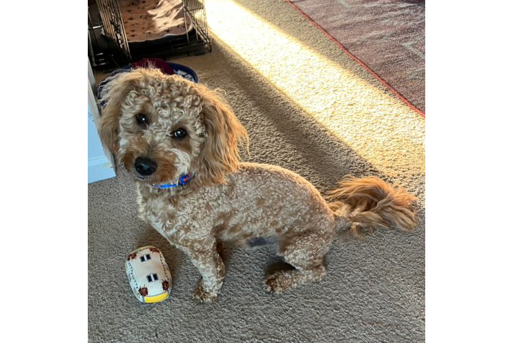 Petite Mini Goldendoodle Poodle Mix Pup