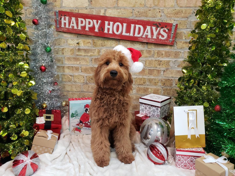 CHICAGO Mini Goldendoodle Pup