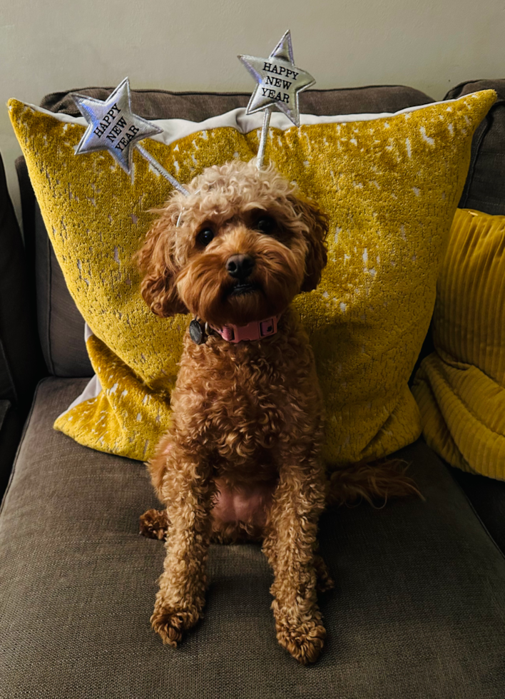 Cavapoo Being Cute