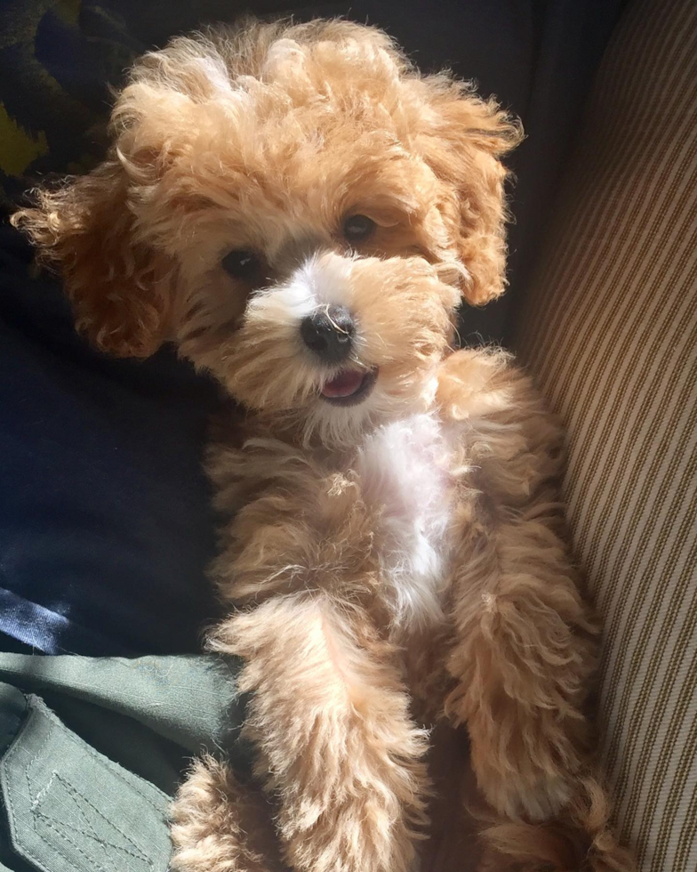 Happy Maltipoo Pup