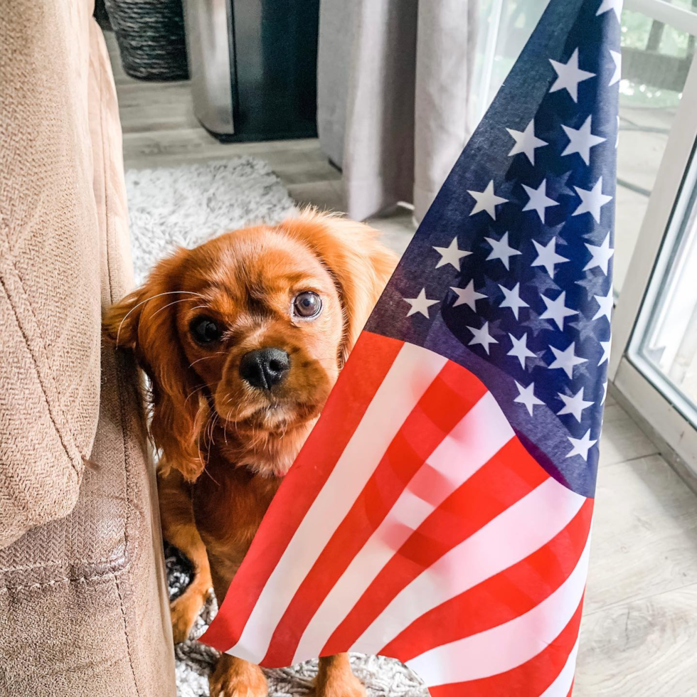 Little Cavalier King Charles Spaniel Purebred Pup