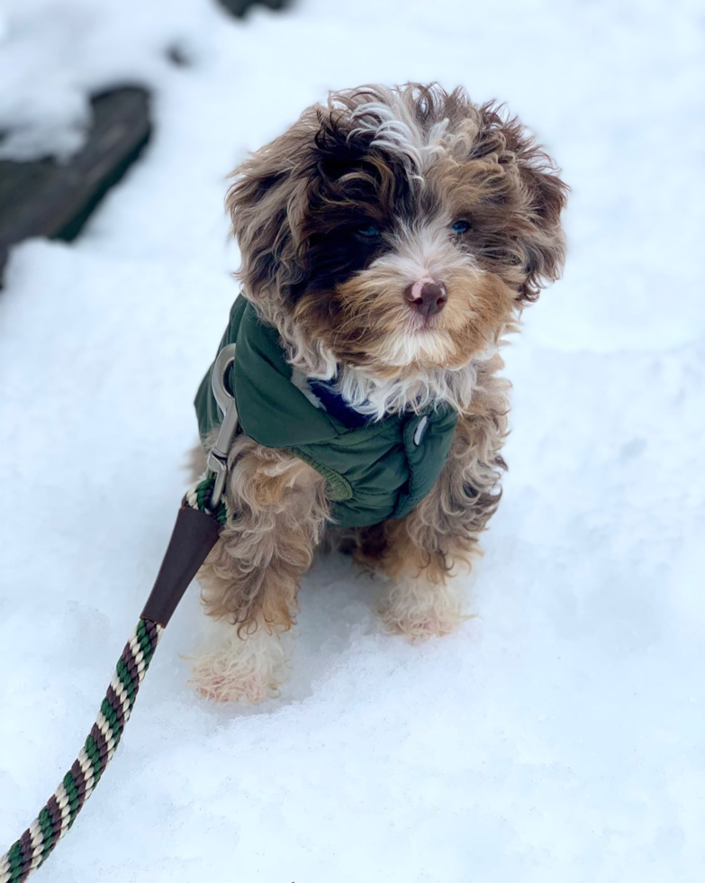 Cute Mini Aussiedoodle Pup in Weston CT