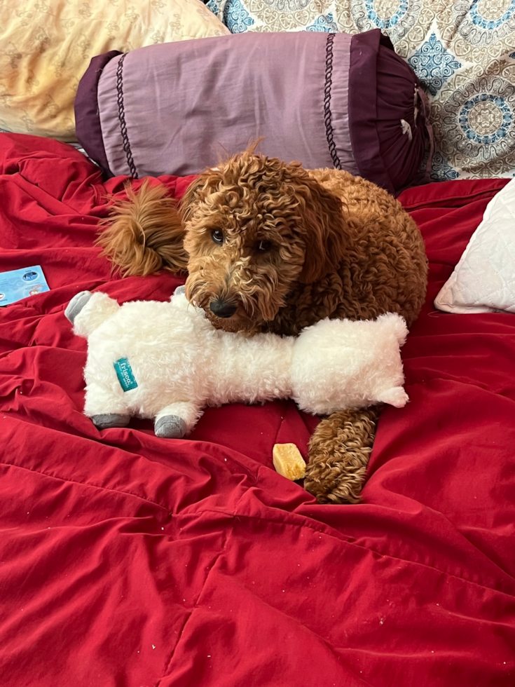 Smart Mini Goldendoodle Poodle Mix Pup