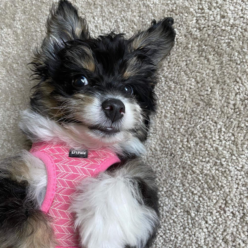 Cute Mini Aussiedoodle Pup in Pinckney MI