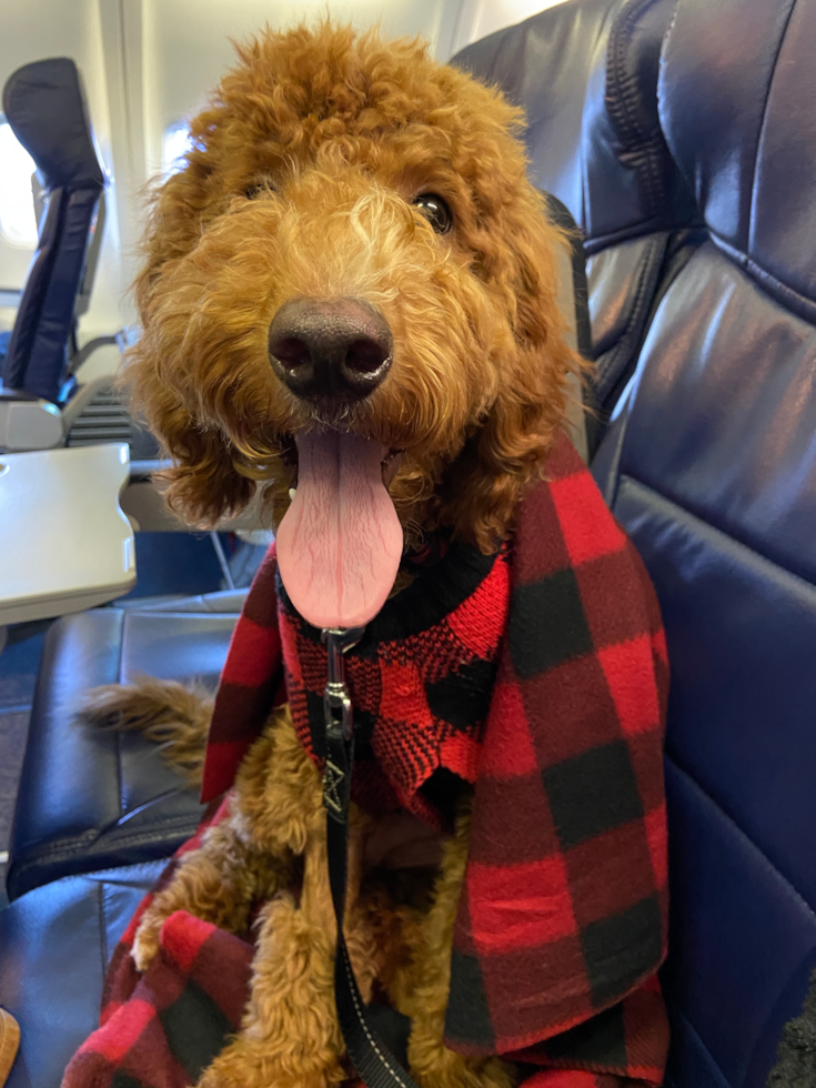 Mini Goldendoodle Being Cute