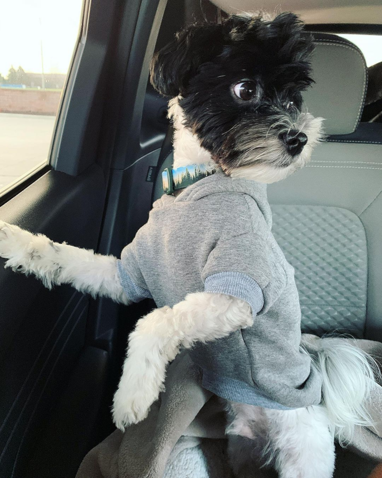 Playful Havanese Poodle Mix Pup