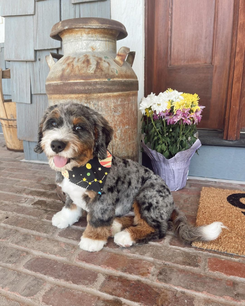 Friendly Mini Bernedoodle Pup in Rigby ID