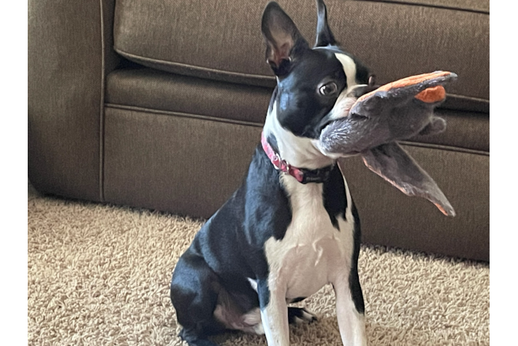 Happy Boston Terrier Purebred Puppy