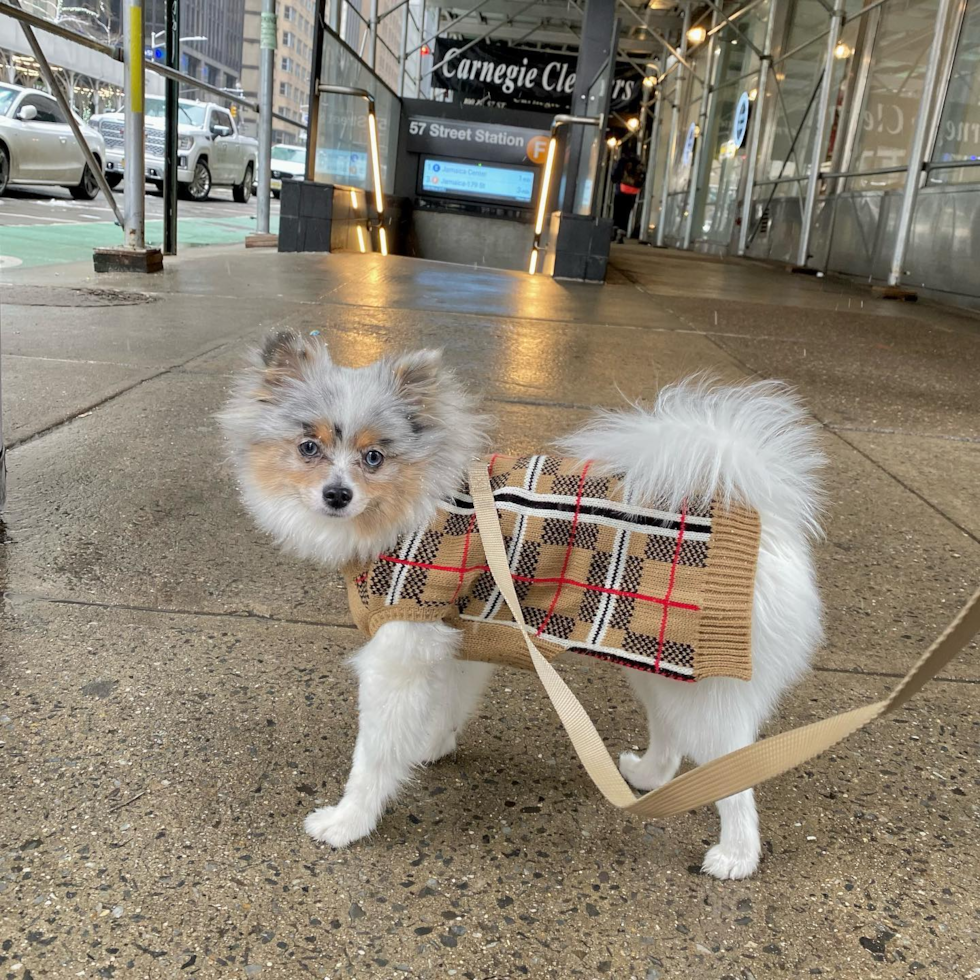 Smart Pomeranian Purebred Pup