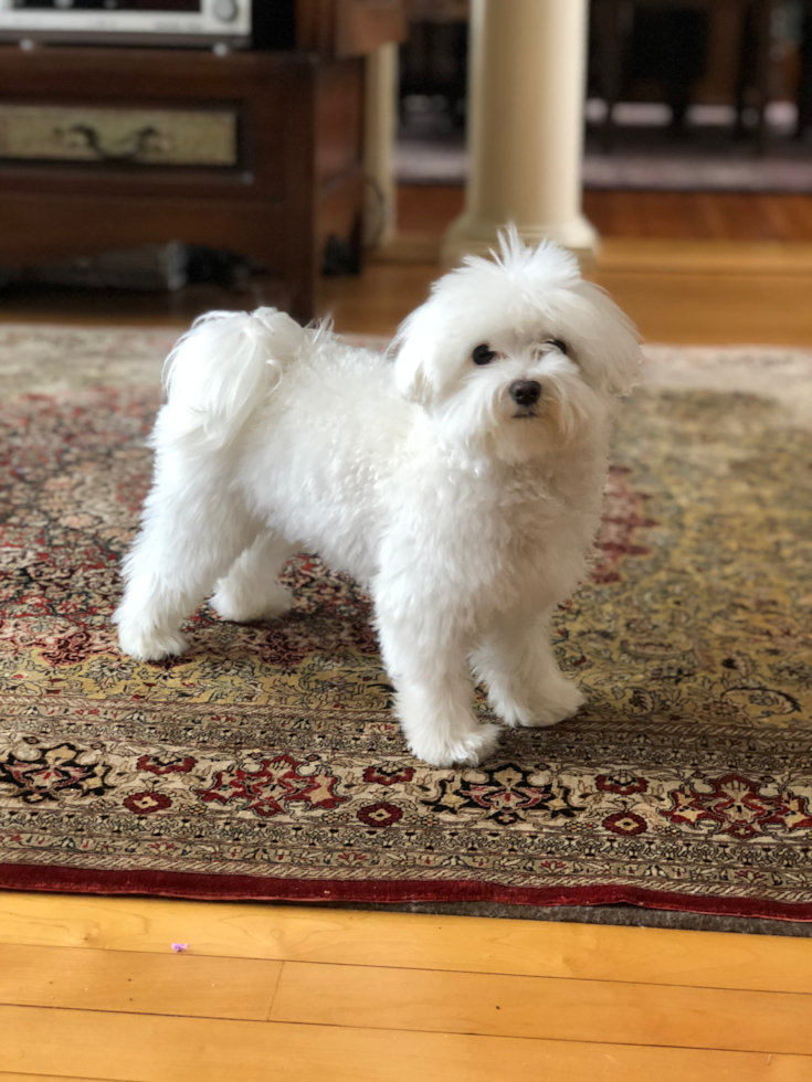 Playful Maltese Pup