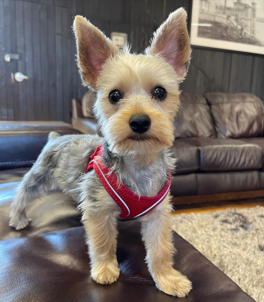 Playful Yorkshire Terrier Purebred Pup