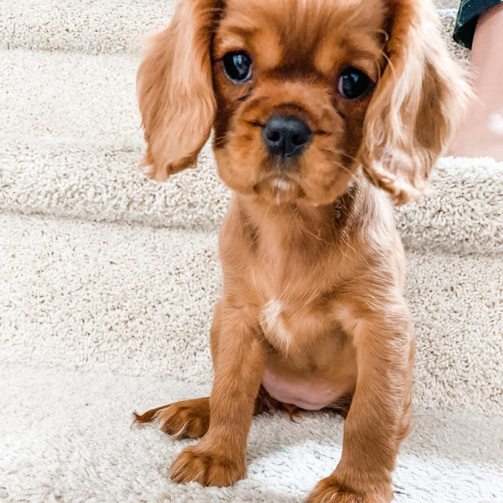 Akc Registered Cavalier King Charles Spaniel Purebred Pup