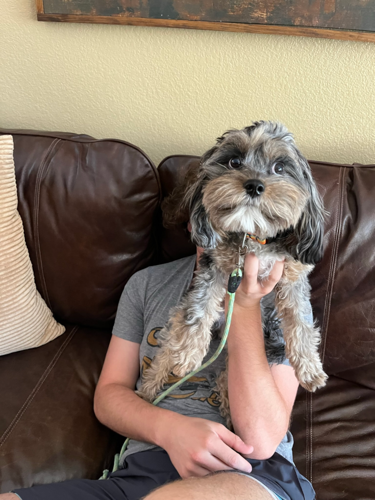 Small Cavapoo Pup in